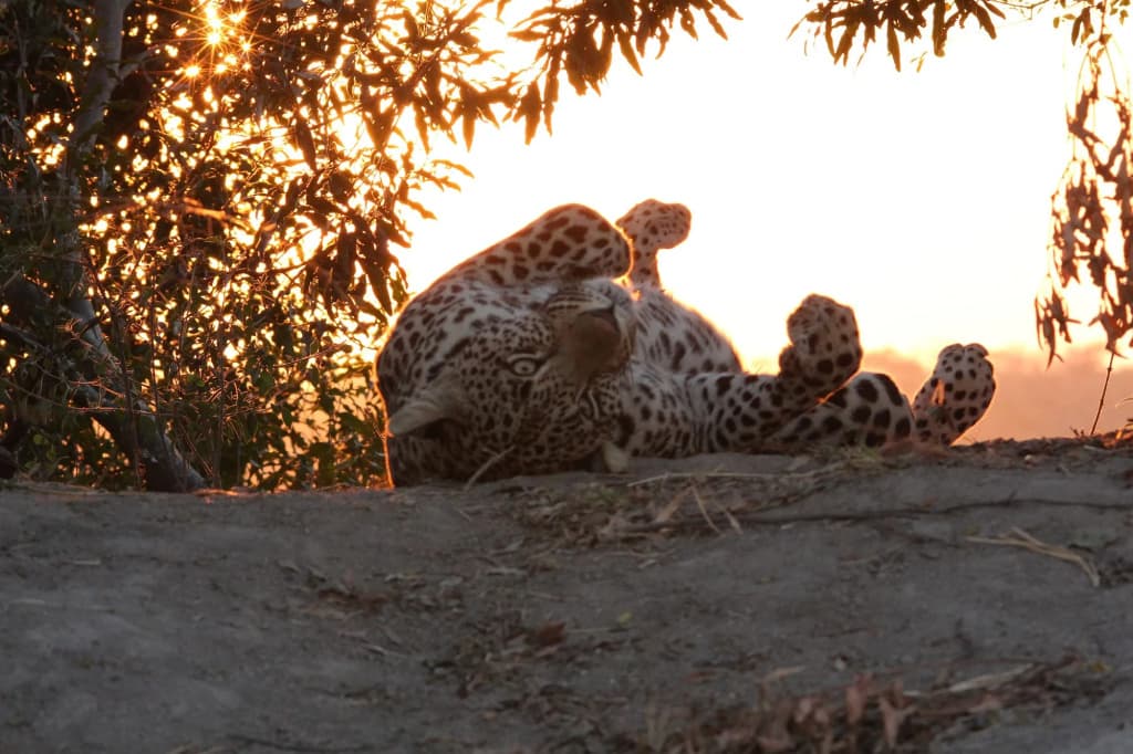 Leopard Mountain Safari Lodge - D464 District, Mkuze