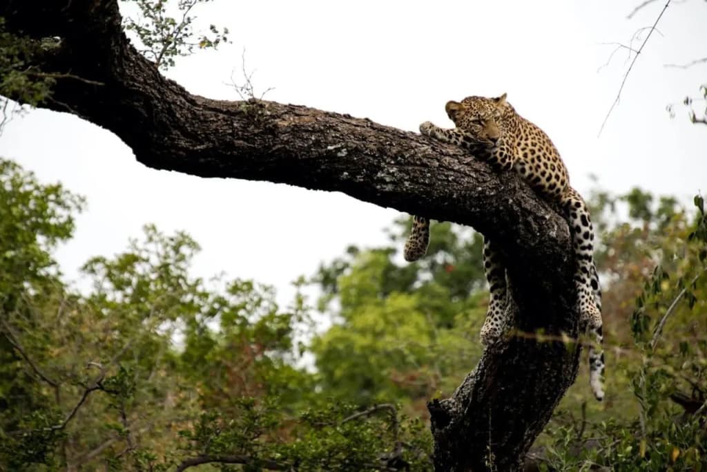 Kapama Karula - R40 Kapama Private Game Reserve, Hoedspruit