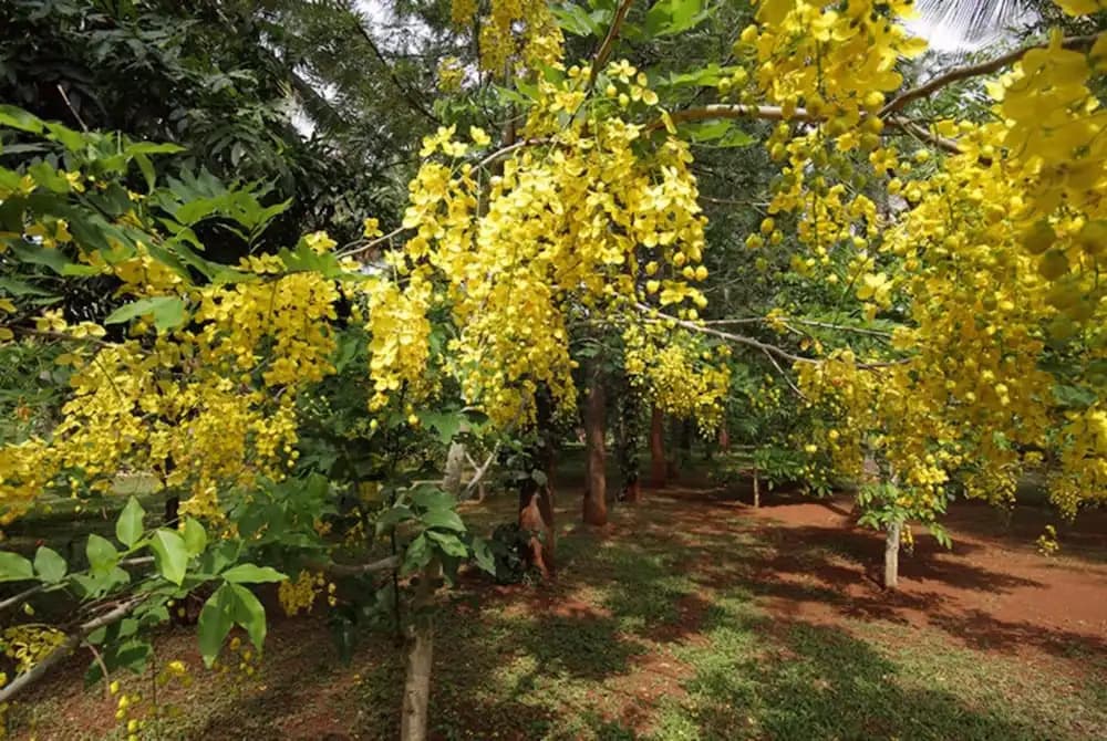 Shreyas Yoga Retreat, Bangalore - Santoshima Farm, Gollahalli Gate, Nelamangala, Bangalore, Nelamangala