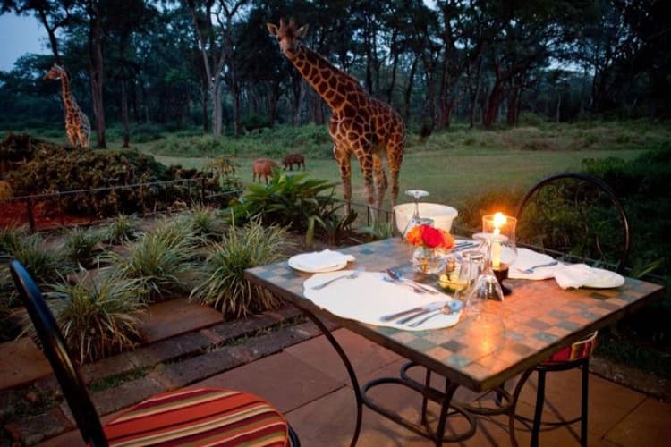 Giraffe Manor - foto 1